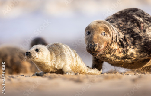 Young Grey Seal pup being chased by an adult male, Norfolk, UK