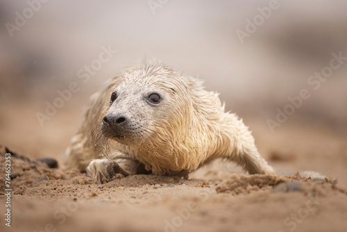 Grey Seal pup of a pebble beach in Norfolk, UK. © Wirestock
