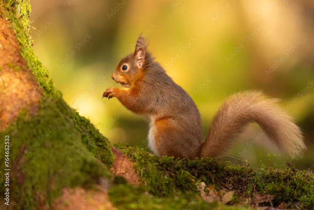 Red Squirrel climbing on a mossy tree, Cumbria, UK.