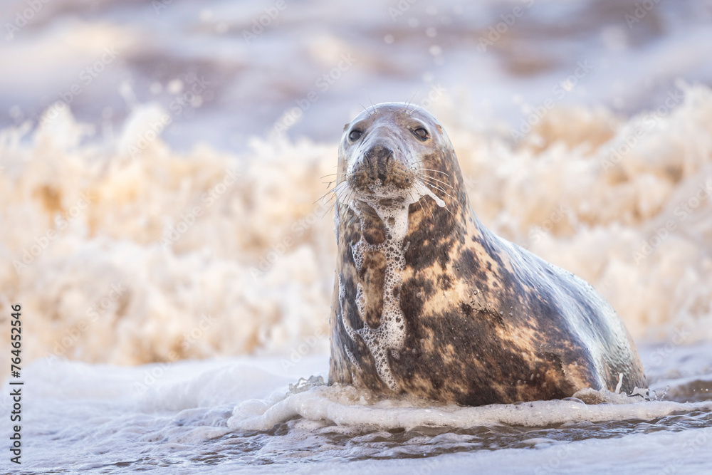 Fototapeta premium Grey Seal being washed over by a wave, Norfolk, UK.