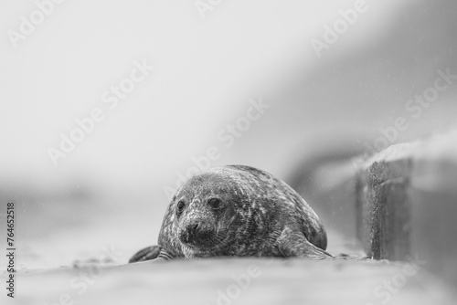 Grey Seal being washed over by a wave, Norfolk, UK. photo