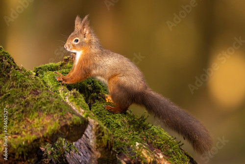 Red Squirrel climbing on a mossy tree, Cumbria, UK.