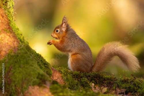 Red Squirrel climbing on a mossy tree, Cumbria, UK.