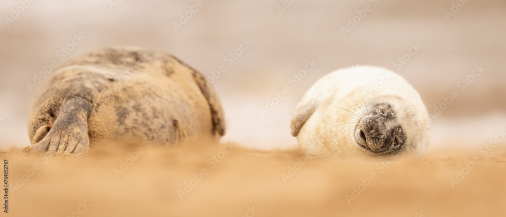 Grey Seal pup with its mum on the beach in Norfolk, UK.