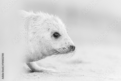 Grayscle headshot of a Grey Seal Pup photo