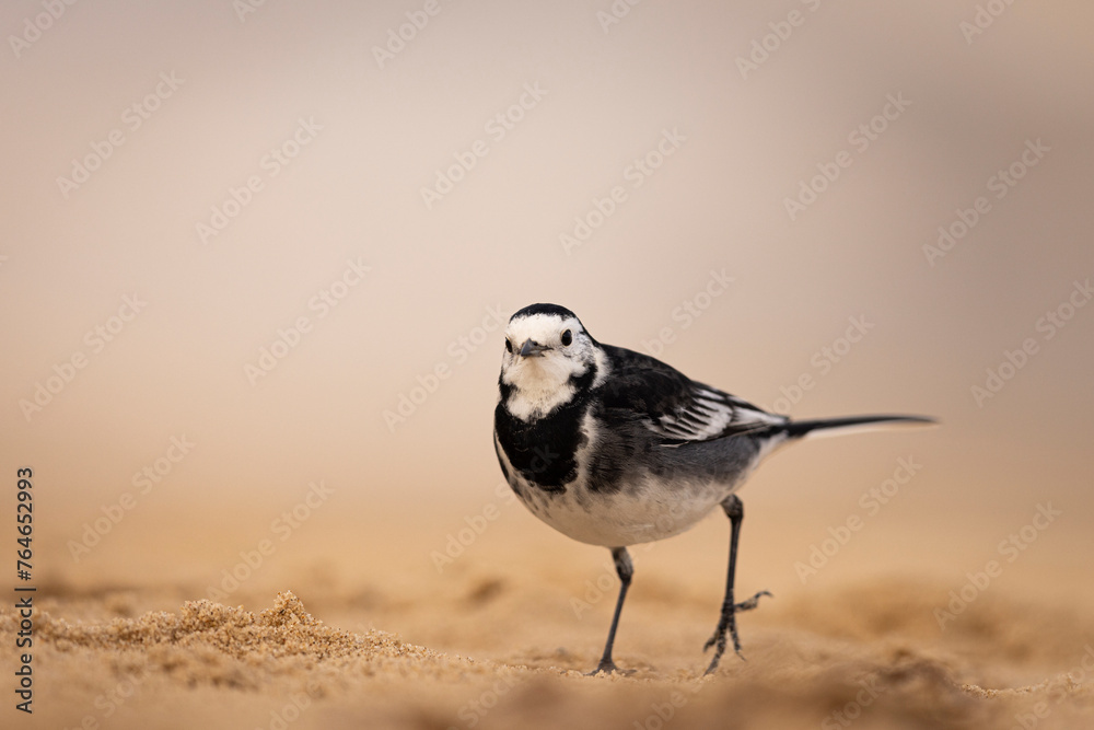 Obraz premium Pied Wagtail on the beach in Norfolk, UK.