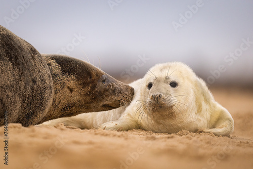 Grey Seal pup with its mum on the beach in Norfolk, UK.