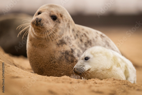 Grey Seal pup with its mum on the beach in Norfolk, UK.