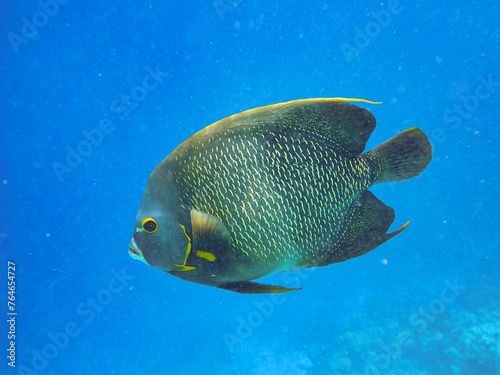Underwater photo of a French angelfish (Pomacanthus paru) in blue Caribbean water, Bonaire Island, Caribbean Netherlands