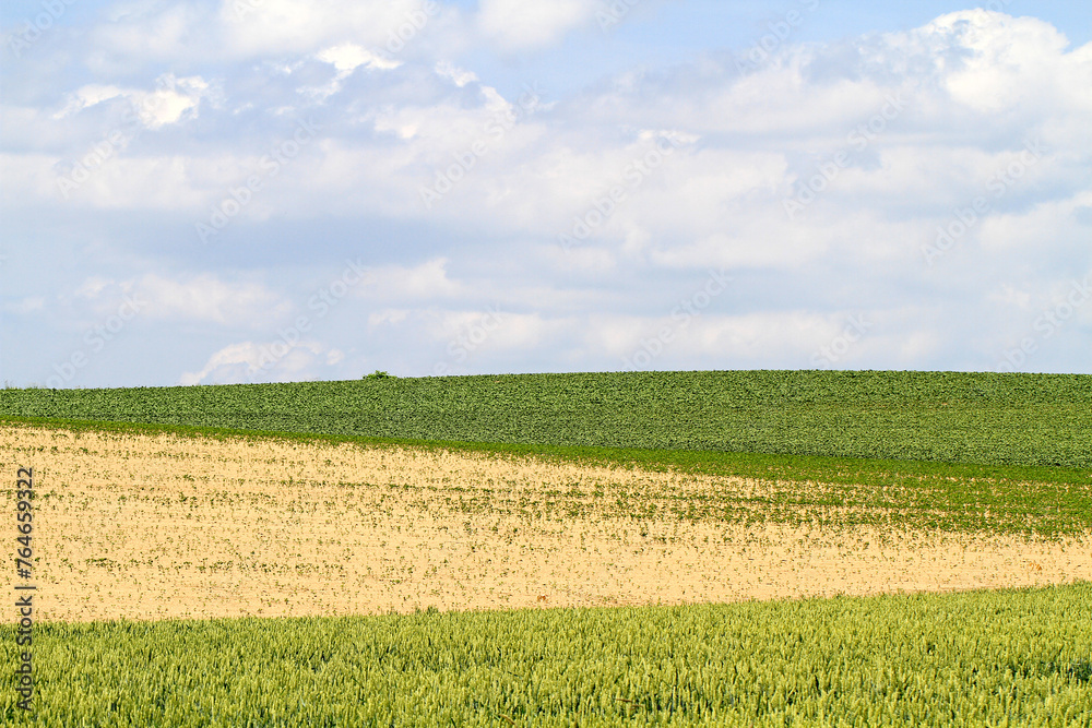 The Vibrant Quilt: The Wallpaper View of Biei’s Patchwork Road, , Hokkaido, Japan The Vibrant Quilt: The Wallpaper View of Biei’s Patchwork Road, , Hokkaido, Japan