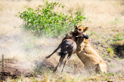 A Tender Moment Between Predator and Prey: Lion caught Wildebeest in Serengeti, Tanzania, Africa
