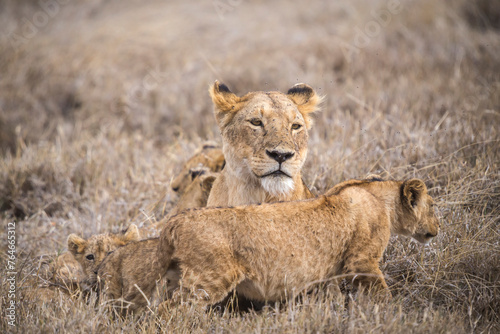 Photography A Lioness and Her Cubs in the Serengeti National Park, Tanzania, Africa