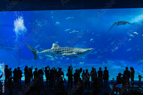 Majestic Whale Shark Graces Visitors at Okinawa Churaumi Aquarium, Japan