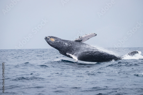 A Humpback Whale Breaching: A Soaring Spectacle at Okinawa Sea © Bossa Art