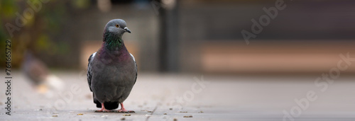 Urban Aviators: Pigeons Coexisting in the City photo