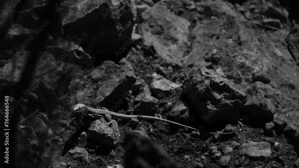 Lizard in a rocky environment in Chamorga village Lizard in a rocky environment in Chamorga village