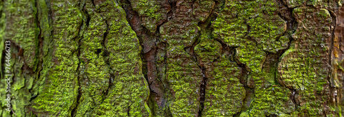 Nature's Tapestry: Close-Up of Mossy Tree Trunk