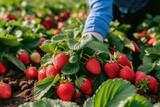 Closeup of woman farmer or gardener picking strawberries in field.