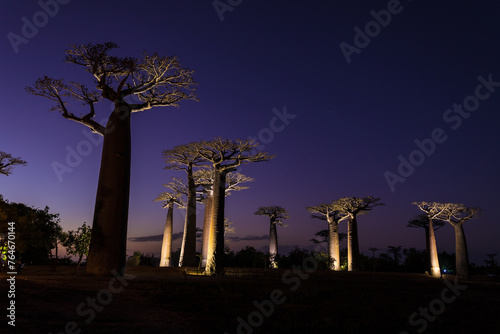 Twilight Majesty: Baobabs Standing Tall in Madagascar’s Dusk
