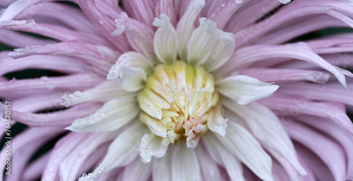 Close-up of beautiful pink dahlia flower,