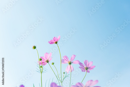 Pink cosmos flowers full blooming in summer garden,Field of cosmos flower on blue sky background,Selective focus. © wanatithan