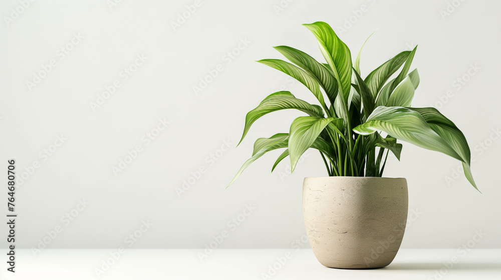 fancy decorative green plant on white background