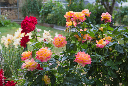 Coral rose flowers in summer garden.