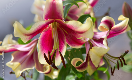 Lilium 'Red Dutch' is an asiatic hybrid lily with red flowers edged yellow .