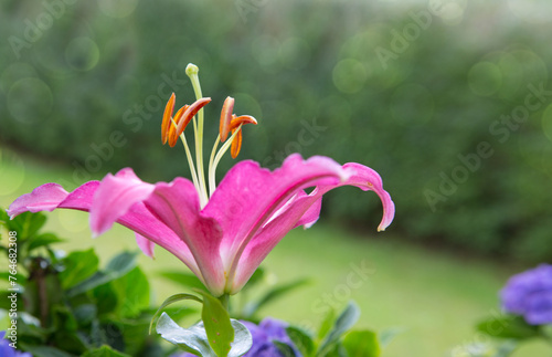 Beautiful pink lily close up,isolated on green background.