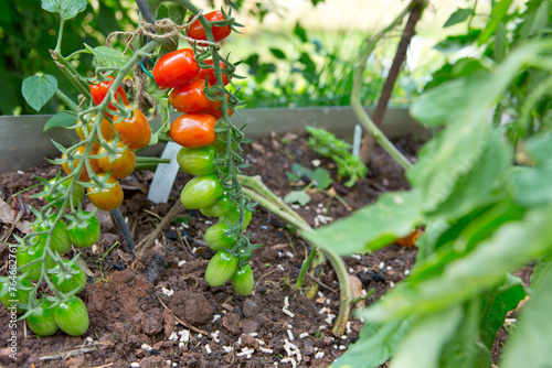 Cocktail tomatoes in the home garden .
