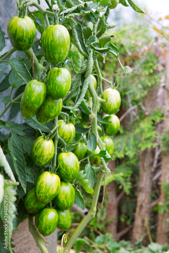 Ripe green tomatoes hanging in the garden. Bush tomatoes Easter eggs.