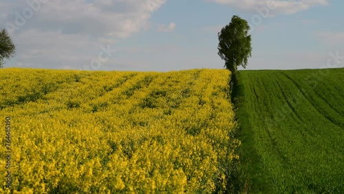 A birch growing between two different fields of grain and rapeseed