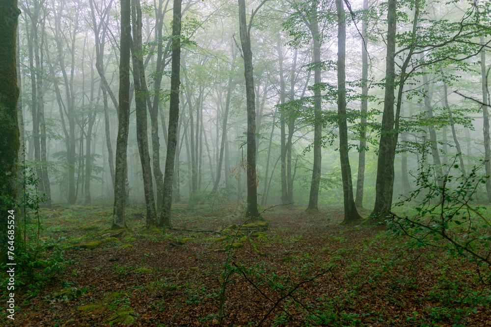 misty morning in the forest