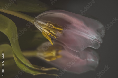 tulip at end of life photo