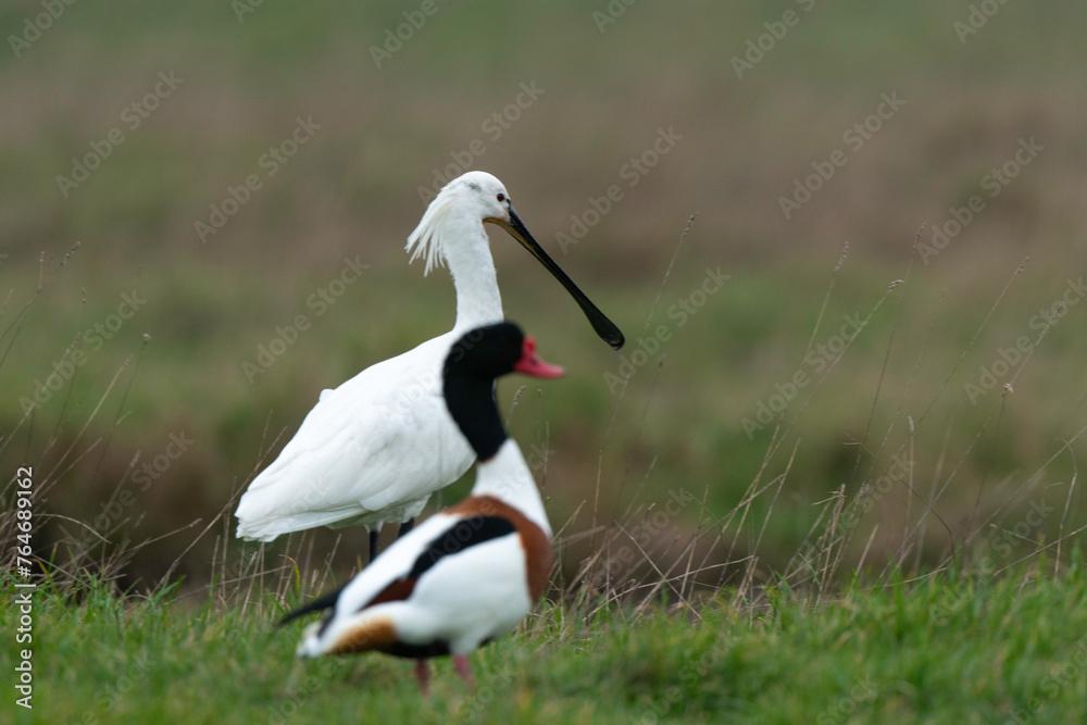 Naklejka premium Spatule blanche, Platalea leucorodia, Eurasian Spoon, Tadorne de Belon,.Tadorna tadorna, Common Shelduck