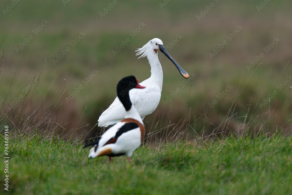 Fototapeta premium Spatule blanche, Platalea leucorodia, Eurasian Spoon, Tadorne de Belon,.Tadorna tadorna, Common Shelduck