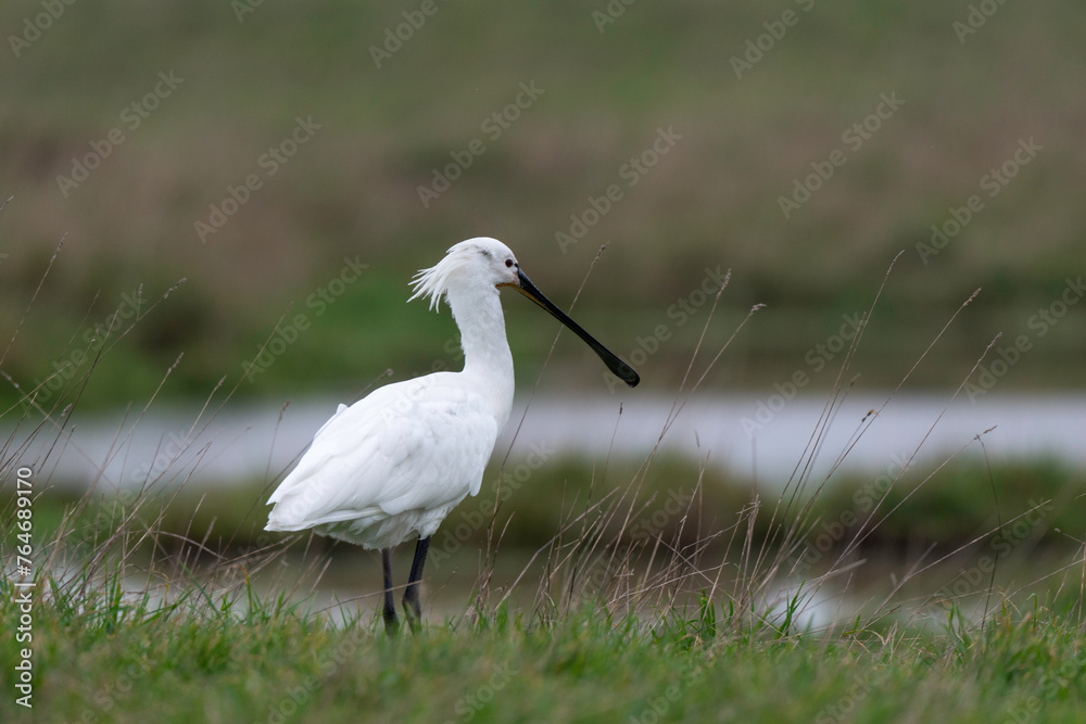 Fototapeta premium Spatule blanche, Platalea leucorodia, Eurasian Spoon