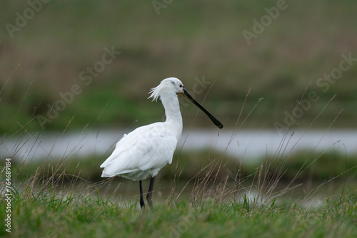 Spatule blanche, Platalea leucorodia, Eurasian Spoon