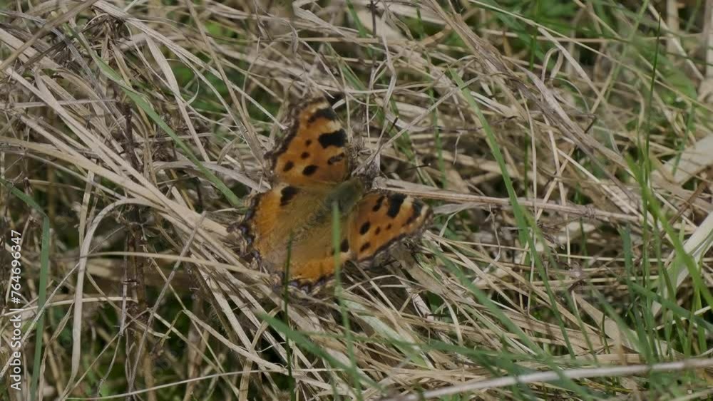 Slow Motion of Large Tortoiseshell Butterfly Resting Slow Motion of Large Tortoiseshell Butterfly Resting