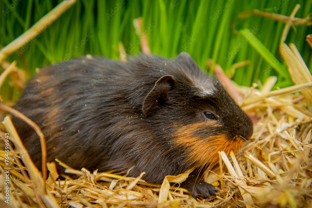 Fototapeta premium Young Guinea pig (Cavia porcellus).