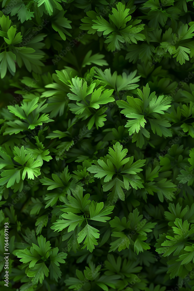Within the frame, a lively background showcases an abundance of fresh parsley leaves. As we zoom in, the lush green foliage reveals its intricate patterns and tactile textures. Within the frame, a lively background showcases an abundance of fresh parsley leaves. As we zoom in, the lush green foliage reveals its intricate patterns and tactile textures.
