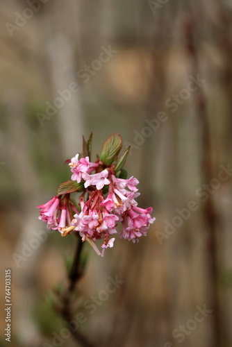 Macro image of Farrer viburnum blooms, Derbyshire England
 photo