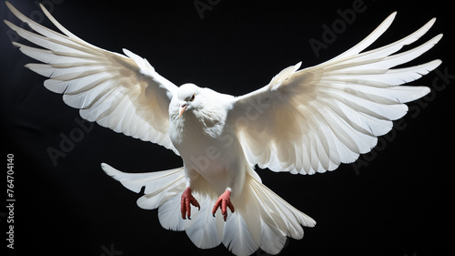 White dove isolated on black background.  © BlazingDesigns