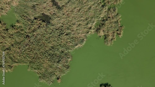 Drone captures reedbeds growing on a lake surface of Krvavo jezero in Subotica photo