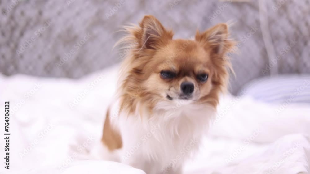 funny chihuahua dog sleeping on a pillow in bed