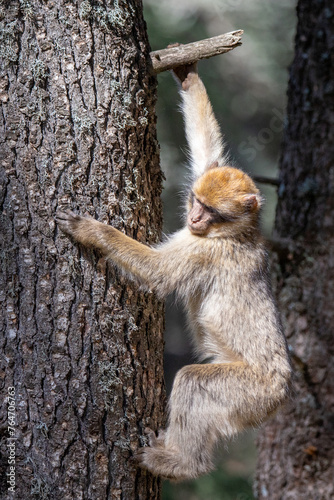 A Barbary Macaque in the ceder forest of Azrou, Morocco. photo