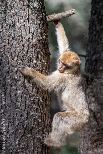 Obraz na płótnie A Barbary Macaque in the ceder forest of Azrou, Morocco.