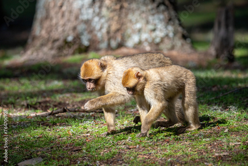 A Barbary Macaque in the ceder forest of Azrou, Morocco. photo