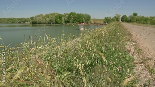 Beautiful pink wildflowers on a shore of a lake Moharac with swans swimming photo