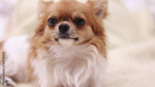 funny chihuahua dog sleeping on a pillow in bed